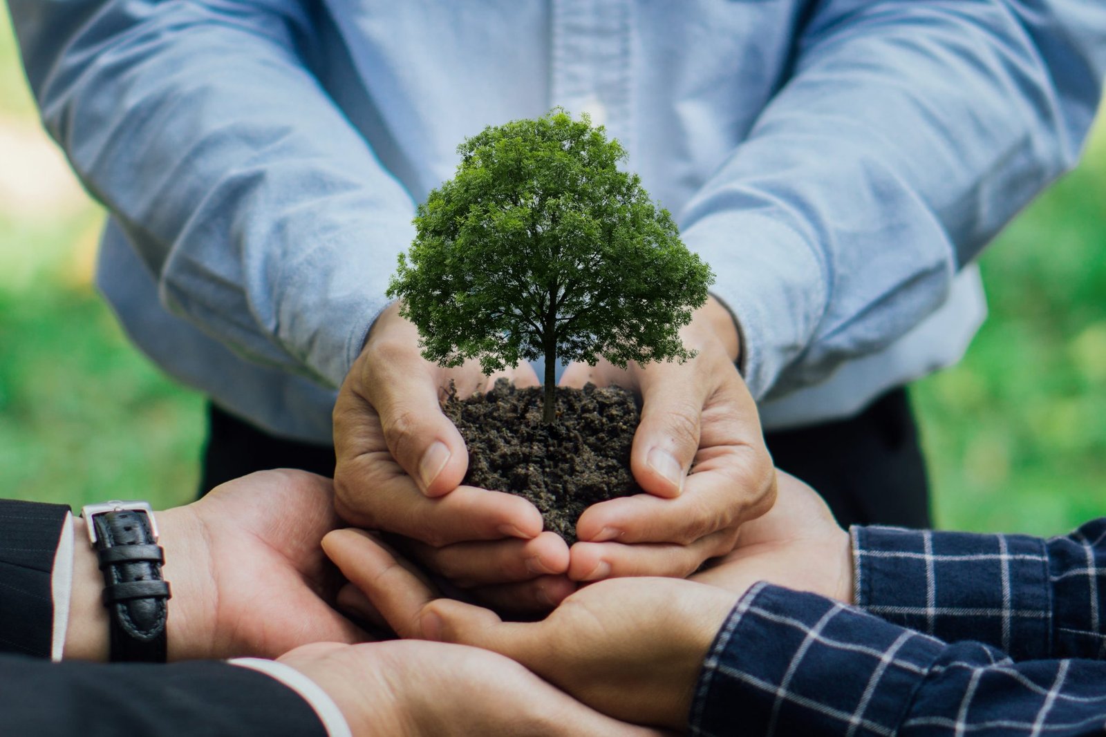 Planting Trees with Purpose — Sustainability | icibot Eco Love